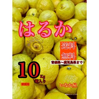 はるか　家庭用　セール  特価価格　売り尽くし(フルーツ)