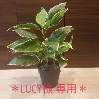 フランフラン(Francfranc)の<LUCY様専用>Francfranc インテリアプランツ🌱(置物)