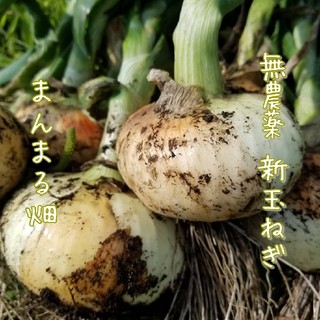 無農薬 新玉ねぎ 2キロ超～ 送料無料！(野菜)