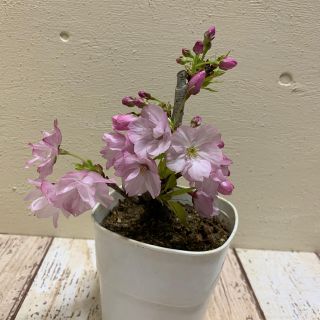 39 一才桜 ♡ 旭山 3.5号 白鉢 苗(その他)