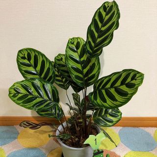 観葉植物　カラテア　マコヤナ①(その他)