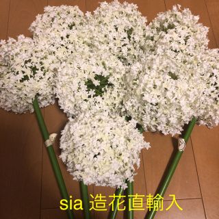 sia ラージアリウム ホワイト  ヘッドのみ 8個   現品限り(その他)