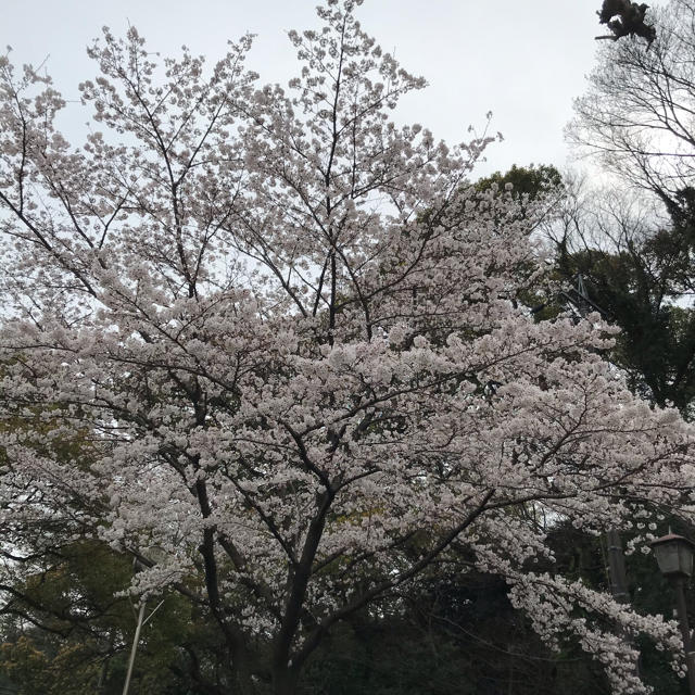 専用の方はこちらにいいね！お願いします(❁ᴗ͈ˬᴗ͈))