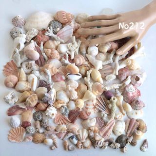 アヤメ様専用　シェル大好きセット　800g 貝殻セット　No 212(その他)