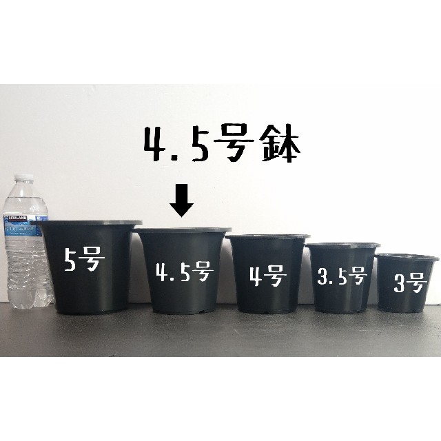 ◎1個◎ 4.5号 / 4.5寸 / 12.5cm 丸鉢 プラ鉢 黒 ブラック ハンドメイドのフラワー/ガーデン(その他)の商品写真