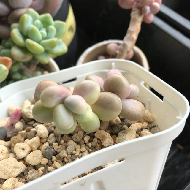 多肉植物 アメチスチヌム錦 抜き苗 【正規品質保証】 - floordepot.cl