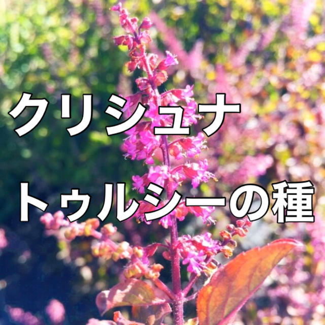 ❇入手困難‼️❇【万能ハーブ】クリシュナトゥルシーの種 10粒 ホーリーバジル 食品/飲料/酒の食品(野菜)の商品写真