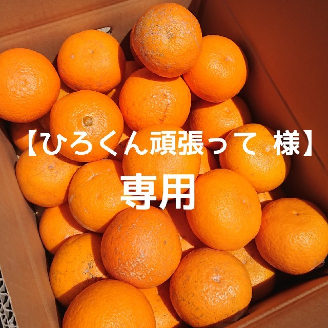 清見オレンジ 訳あり 10㎏ 食品/飲料/酒の食品(フルーツ)の商品写真