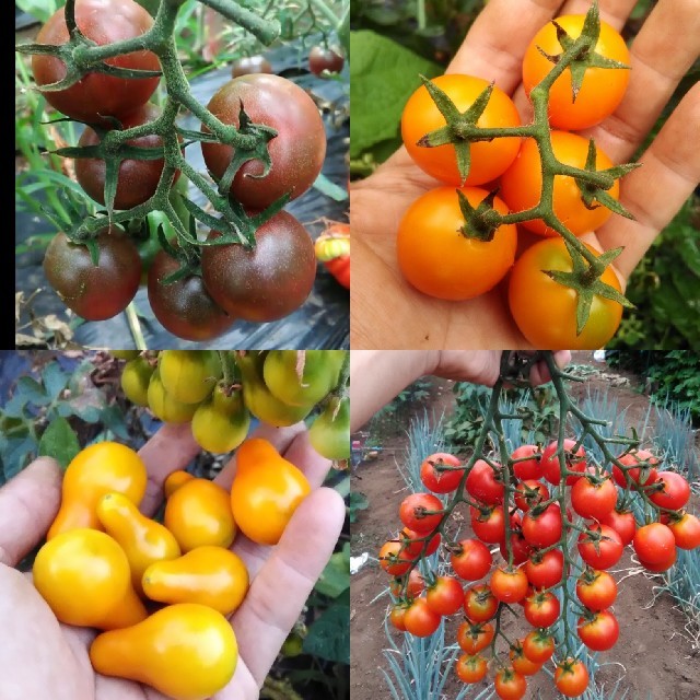 1月～5月蒔き　イタリア野菜の種子など。カラフルなトマトの種　4種類10粒ずつ
 その他のその他(その他)の商品写真