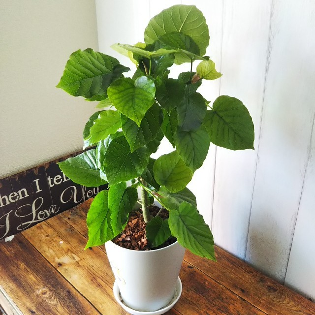 超大型‼️ フィカス　ウンベラータ　195センチ　観葉植物　ガーデニング