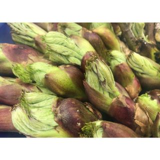 【即日発送OK】天然 たらの芽 自然自生 朝採り 新潟県産 新鮮山菜 タラノメ(野菜)