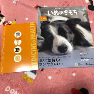 JRU様専用☆いぬのきもち　5月号　付録付き(犬)