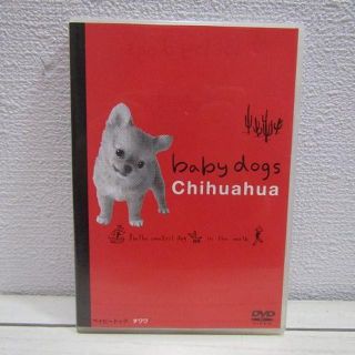 ソニー(SONY)のセルDVD ベイビードッグ チワワ chihuahua★ 渡辺満里奈 / ルーツ(趣味/実用)