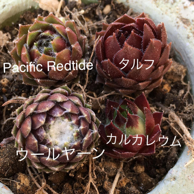 anana様専用センペルビウム4種セット多肉植物 ハンドメイドのフラワー/ガーデン(その他)の商品写真