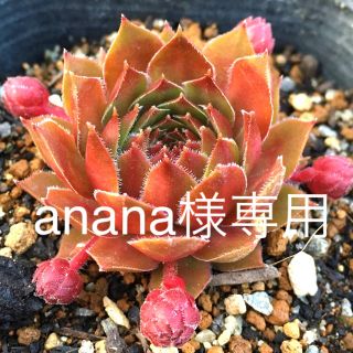 anana様専用センペルビウム4種セット多肉植物(その他)