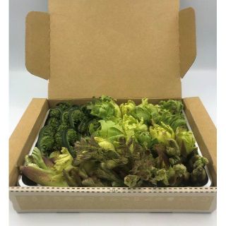 【即日発送OK】 天然 ３種 詰合せ タラノメ こごみ フキノトウ 新潟県産(野菜)