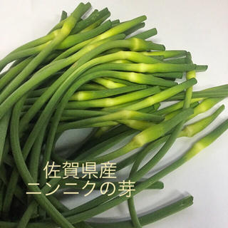 にんにくの芽　佐賀県産　800g (野菜)