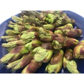 【即日発送OK】天然 たらの芽 自然自生 朝採り 新潟県産 新鮮山菜 タラノメ(野菜)