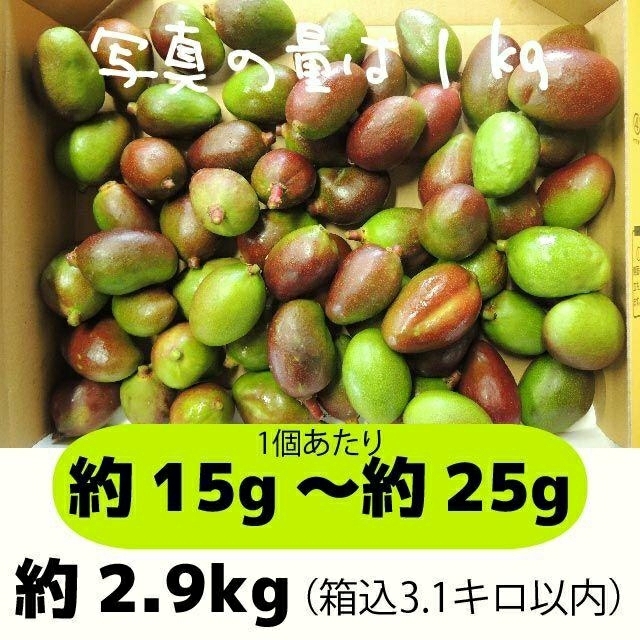 特別価格特別価格完熟マンゴー 家庭用 2.9kg 果物 | fevebeisbol.org