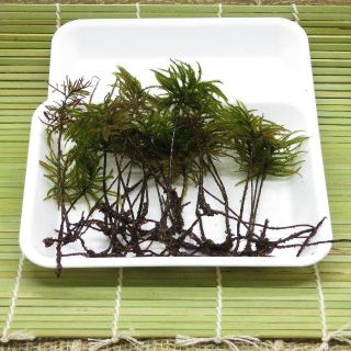 苔　苔セット　素材　Ｂ級コウヤノマンネングサ　たね苔(各種パーツ)