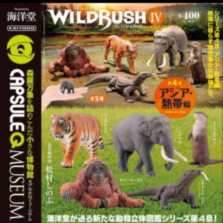 カイヨウドウ(海洋堂)の海洋堂　WILD  RUSH Ⅳ 熱帯編トラゾウガチャガチャ(その他)