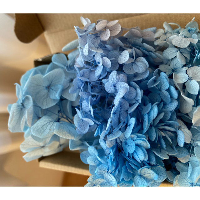 ブルー　アジサイ　小分け ハンドメイドのフラワー/ガーデン(プリザーブドフラワー)の商品写真