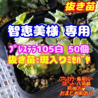 【智恵美様専用】!!抜き苗!!【レア】斑入りミセバヤ 他 多肉植物 セダム 紅葉(その他)