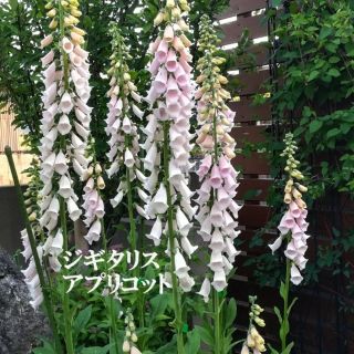 春まき花の種　「ジギタリス・アプリコット」の種を100粒以上(その他)