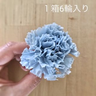 プリザーブドフラワー カーネーション 花材 コットンブルー/1箱6輪入り(プリザーブドフラワー)