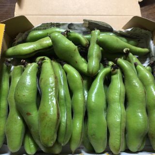 そら豆１キロ(野菜)