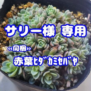 【サリー様 専用】!!レア!!【抜き苗】ユウパリミセバヤ 夕張ミセバヤ 多肉植物(その他)