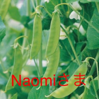 naomi さま専用です 選べる 野菜の種 5種類(野菜)