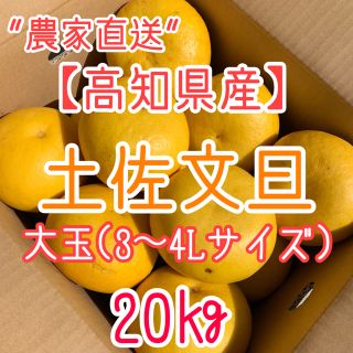 【のんた 様　専用ページ】高知県産　土佐文旦40㎏(フルーツ)