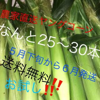 破格農家直送ヤングコーンなんと25〜30本５月下旬から６月発送予定‼️専用品(野菜)