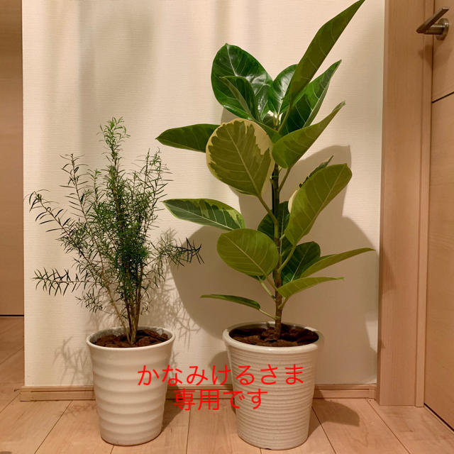 ☆かなみけるさま専用☆おまとめページ gpibekklesiabali.org