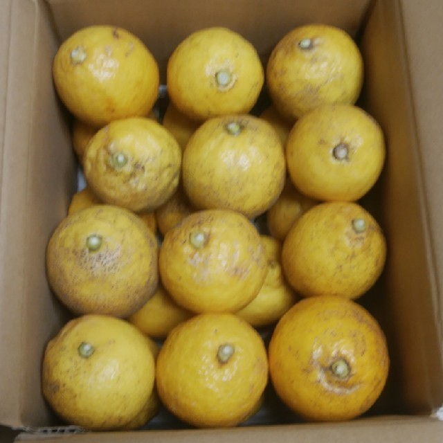 広島県大崎上島産無農薬レモン3.0kg 食品/飲料/酒の食品(フルーツ)の商品写真
