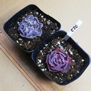 シャビアナ系トラフルズ ピンクフリル 722の通販 By 桃風船 ラクマ シャビアナ系トラフルズ ピンクフリル 722の通販 By 桃風船 ラクマ
