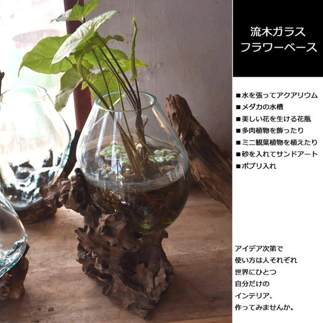 送料無料】バリ島流木ガラスビッグサイズIタイプ アクアリウム 送料無料】バリ島流木ガラスビッグサイズIタイプ アクアリウム