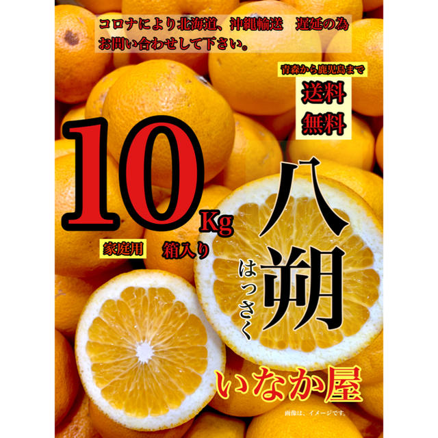 八朔　家庭用　タイムセール  1点　特価価格　早い者勝ち　お買い得 食品/飲料/酒の食品(フルーツ)の商品写真