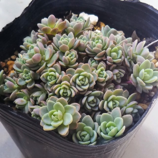 激安商品 多肉植物 セダム クリーム玉蛋白5カット苗 - フラワー/ガーデン - www.thjodfelagid.is 激安商品 多肉植物 セダム クリーム玉蛋白5カット苗 - フラワー/ガーデン - www.thjodfelagid.is