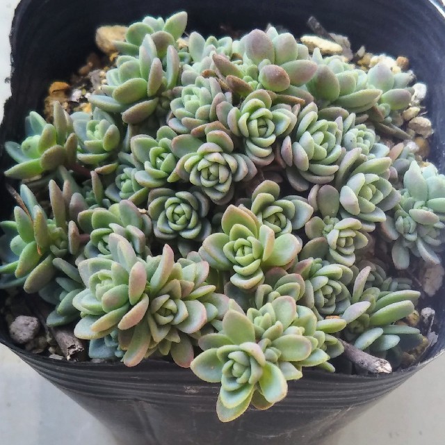 激安商品 多肉植物 セダム クリーム玉蛋白5カット苗 - フラワー/ガーデン - www.thjodfelagid.is 激安商品 多肉植物 セダム クリーム玉蛋白5カット苗 - フラワー/ガーデン - www.thjodfelagid.is