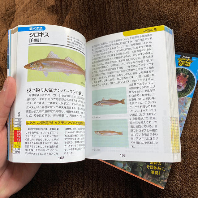 魚図鑑     エンタメ/ホビーの本(趣味/スポーツ/実用)の商品写真