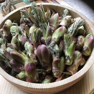 山形庄内鳥海山麓　天然タラの芽(40～60個)300gネコポス送料込(野菜)