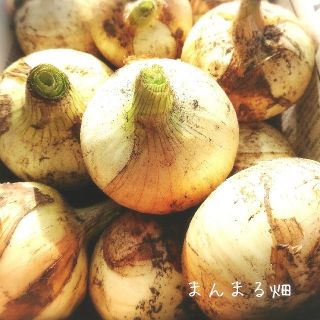  新玉ねぎ 無農薬  60cm箱梱包  送料無料！(野菜)