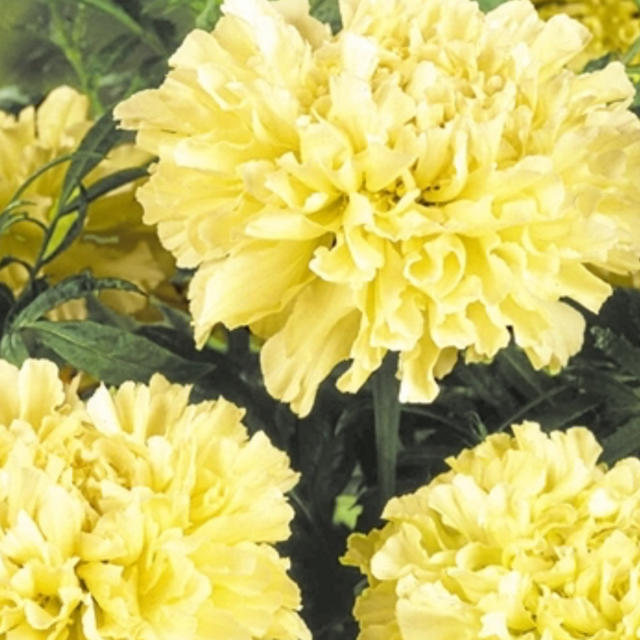 マリーゴールド種10粒　キリマンジャロホワイト(クリームイエロー色) ハンドメイドのフラワー/ガーデン(その他)の商品写真