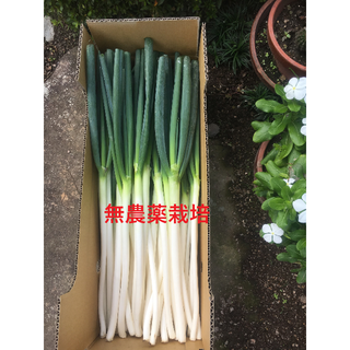 無農薬白ネギ４ｋｇ（皮むき）　鳥取県大山火山灰で栽培(野菜)