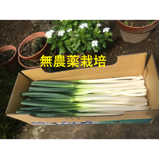 無農薬白ネギ４ｋｇ（皮むき）　鳥取県大山火山灰で栽培 食品/飲料/酒の食品(野菜)の商品写真