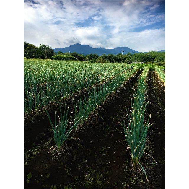 無農薬白ネギ４ｋｇ（皮むき）　鳥取県大山火山灰で栽培 食品/飲料/酒の食品(野菜)の商品写真