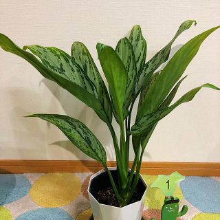 観葉植物　アグラオネマ　シルバーキング①(その他)