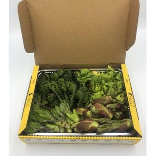 【即日発送OK】 天然 山菜 ４種 詰合せ　こしあぶら　タラノメ　こごみ　フキノ(野菜)